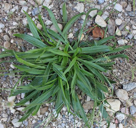 Narrow Leaved Plantain Weed Identification Guide For Ontario Crops