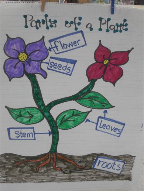 Plant Parts Anchor Chart Created By Parts Of A