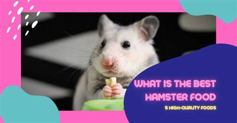 What Is The Best Hamster Food 5 High Quality Foods