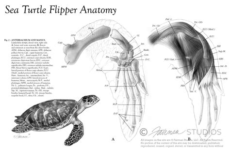 Sea Turtle Anatomy Diagram
