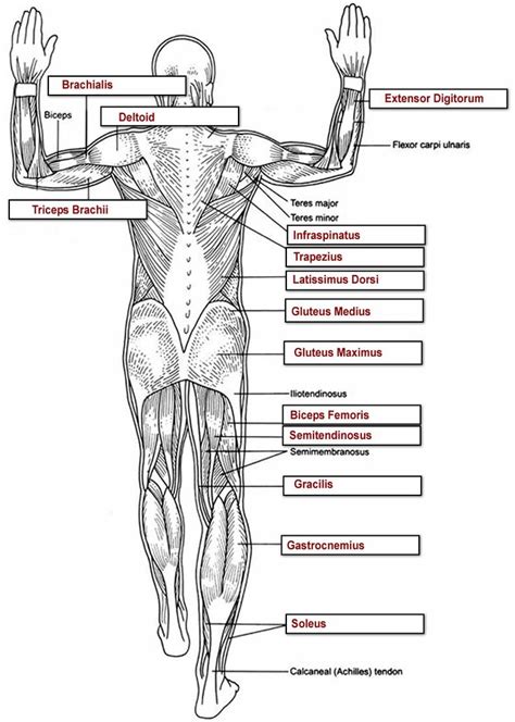 25 Best Images About Muscular Anatomy For Pilates On Pinterest Thighs