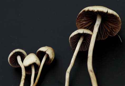 Magic Mushrooms Effects Illuminated In Brain Imaging Studies