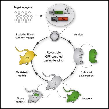 The c5 has been engineered to have resistance to a specific virus known as plum pox or sharka. A Rapid and Scalable System for Studying Gene Function in Mice Using Conditional RNA ...