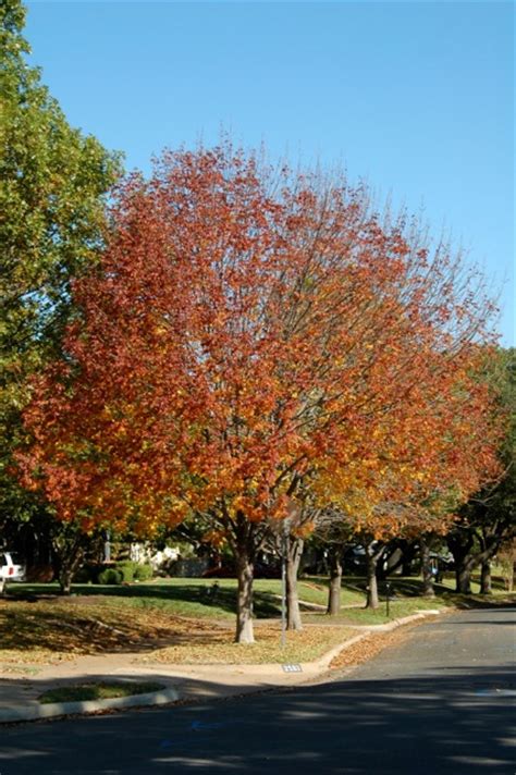 Texas Ash Tree Lifespan Breana Fountain