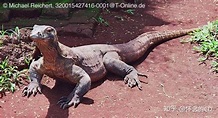 科莫多巨蜥 - 知乎