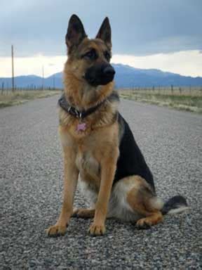 We did not find results for: Bruce and the Police Dog Handler