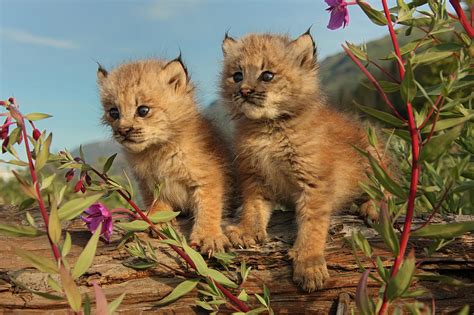 Canadian Lynx Kittens Alaska Photograph By Robert Postma