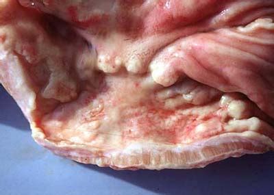 Here are some symptoms of stomach cancer in dogs to look out for: Canine Intestinal and Stomach Cancers