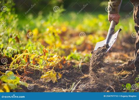 The Farmer Digs The Soil In The Vegetable Garden Preparing The Soil