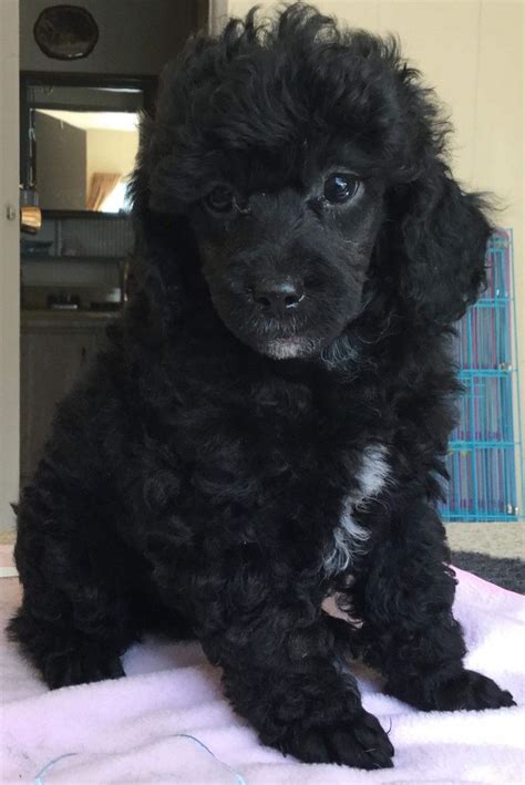 Miniature Poodle Puppies For Sale La Pine Or Poodle Puppies For