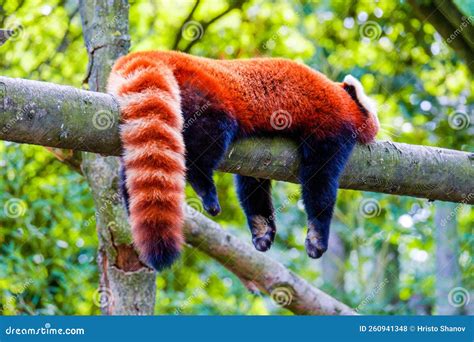 Red Panda Relaxing On Branch On Tree Cute Animals Stock Photo Image