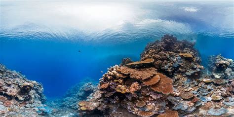 International Year Of The Reef Why 2018 Is The Year To Get Involved