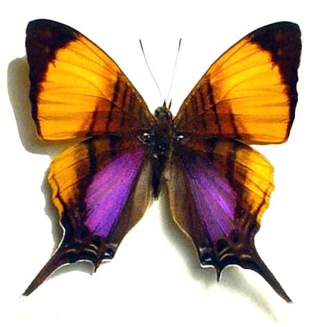 Black widow has been known to go by various aliases throughout the marvel cinematic universe. Butterfly: Marpesia marcella - Peru | Real Butterfly Gifts ...