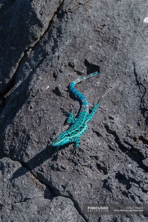 Endemic Blue Lizard Clarion Island Socorro Baja California — Travel