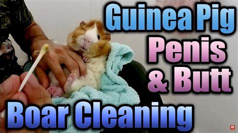 Guinea Pig Boar Cleaning Penis And Butt With Timmy Youtube