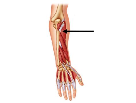 Name Of Muscles In Arm Anatomy Shoulder And Upper Limb Forearm