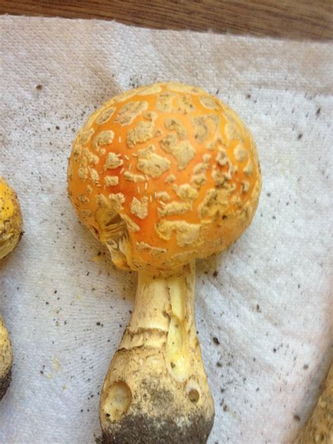 Possible Amanita Muscaria In Michigan Id Request Mushroom Hunting And