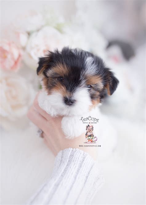 Healthy Biewer Yorkie Puppies For Sale Teacup Puppies And Boutique