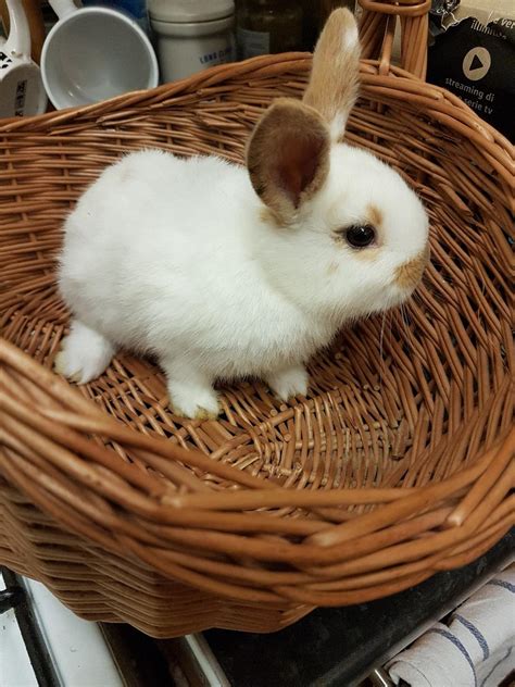 Baby Rabbits For Sale In Se5 London For £2500 For Sale Shpock