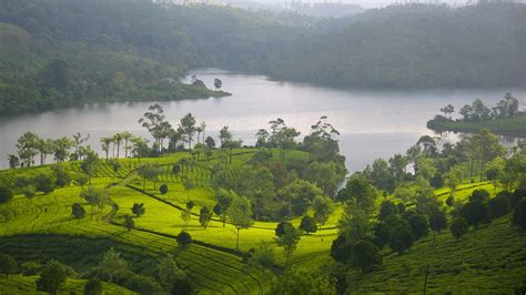 Best Detailed Tour Guide To Munnar Kerala Tourism