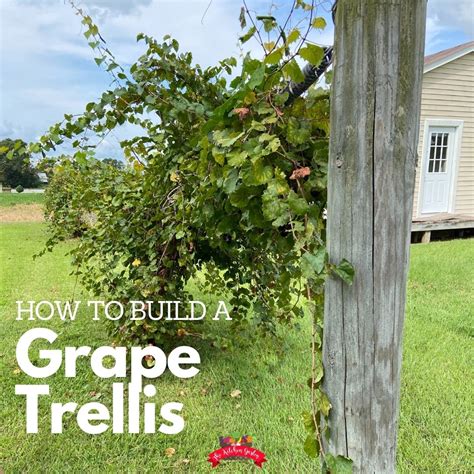 How To Plant Grow And Train Muscadine Grapes The Kitchen Garten