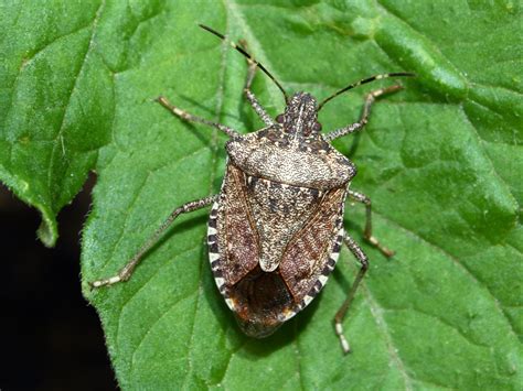 Stink Bug Surge Raises Fears Of Threat To Crops The Independent