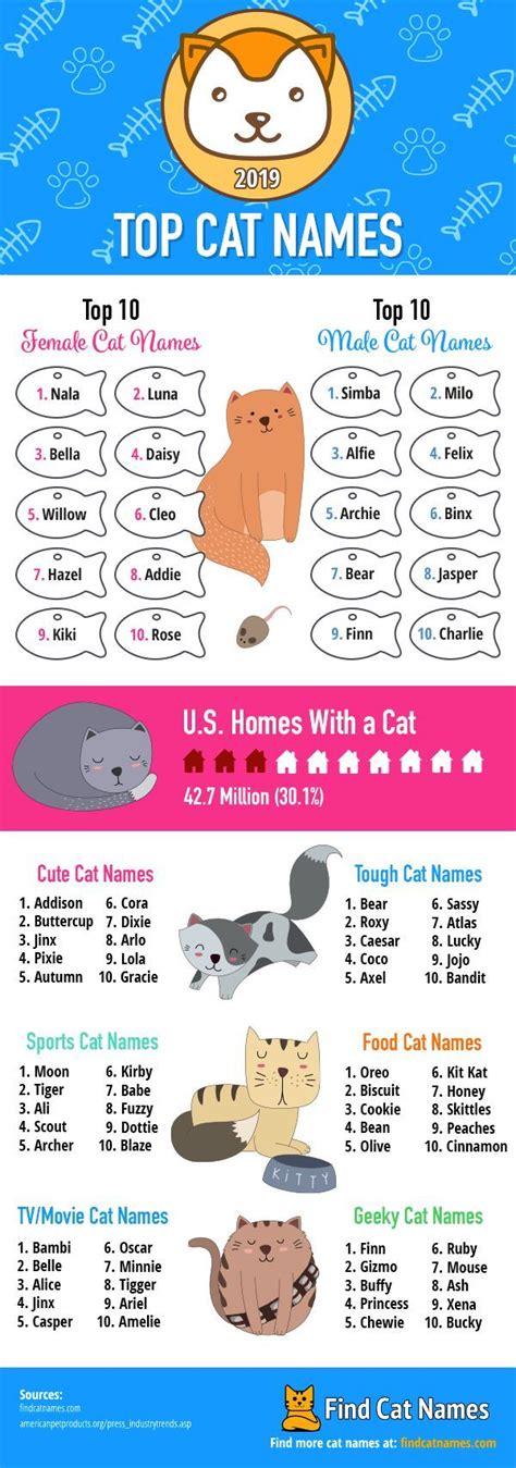 Top Cat Names Of 2019 Infographic Find Cat Names Cat Names Cat