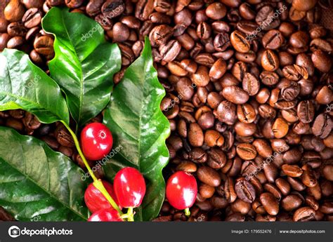 La parte exterior del fruto de esta planta es carnosa y en su interior contienen dos semillas o granos de café. Fotos: planta del cafe | Cerrar Vista Café Grano Planta ...