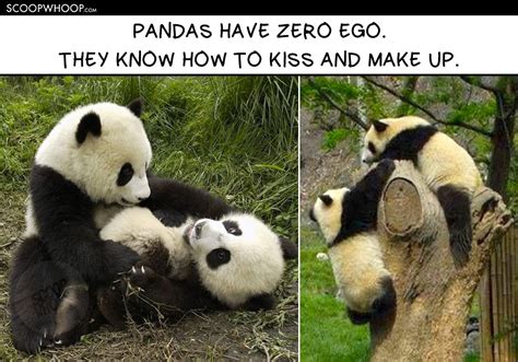15 Memes That Show Pandas Are So Much More Chill Than Humans Ever Will Be
