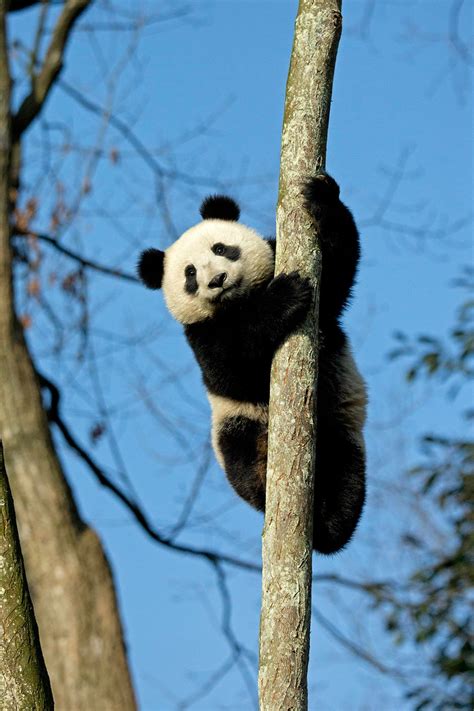 Giant Pandas Are No Longer On The Endangered List The