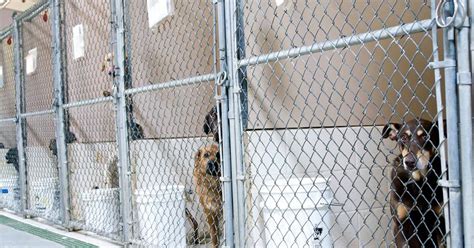 ‘no Kill Animal Shelter Admits To Euthanizing At Least 7 Healthy Dogs
