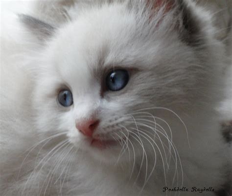 Blue Point Bicolor Ragdoll Kitten Ragdoll Kitten Kitten Love White Cats