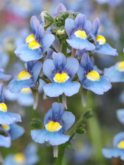 Best flowers for hanging baskets zone 6. 1000+ images about Nemesia on Pinterest | Container ...