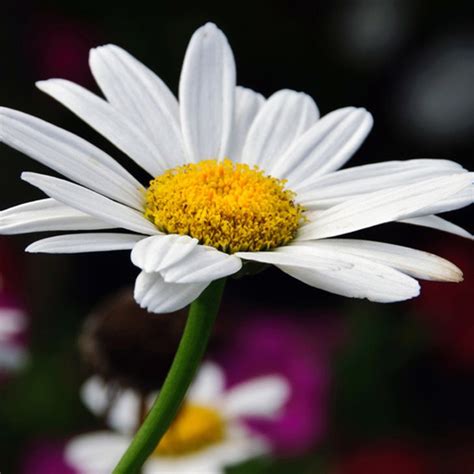 Symbolic Meaning of the Daisy on Whats-Your-Sign