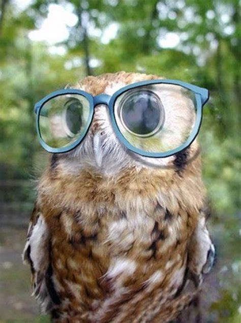 Cute Owl Glasses Android Wallpaper