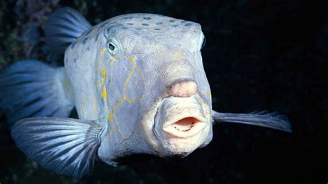 50 Bing Deep Sea Fishing Wallpaper
