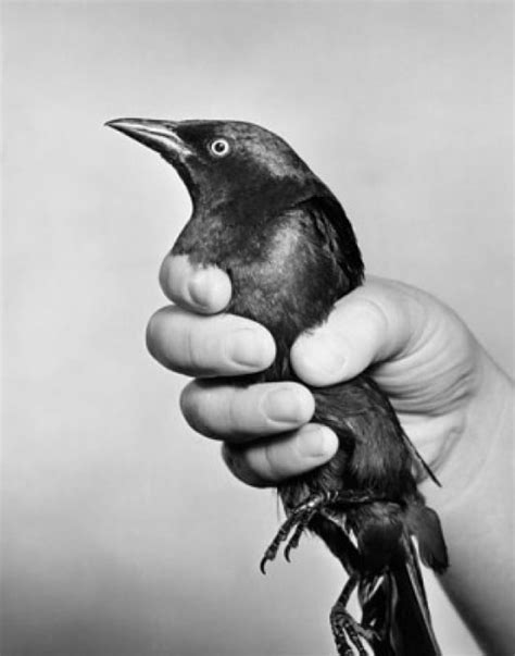 Close Up Of A Persons Hand Holding A Bird Poster Print 18 X 24