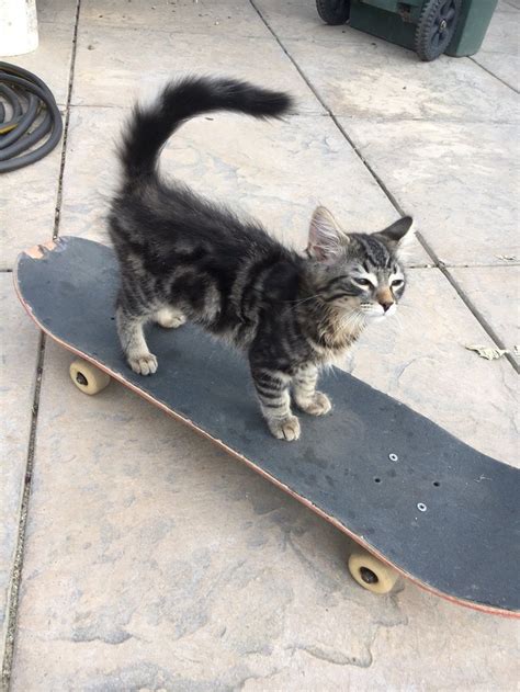 Cat Loves Skateboarding Raww