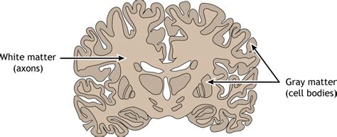 Anatomical Terminology Foundations Of Neuroscience