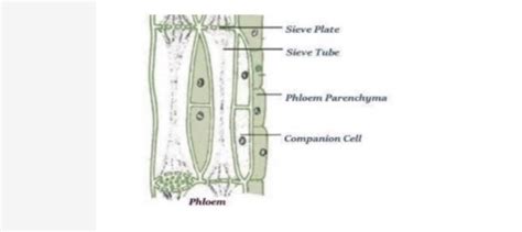Phloem Diagram