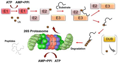 Cells Free Full Text Molecular Chaperones And Proteolytic