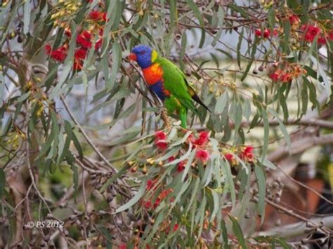 Whats Lurking In Your Backyard 15 Rainbow Lorikeet Habitat Ecology