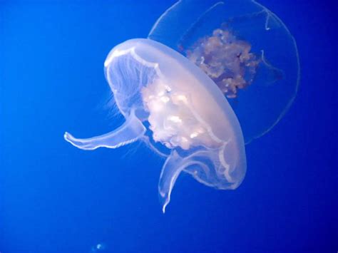 Do Jellyfish Have Brains How Jellies Hunt And Kill Without Brains