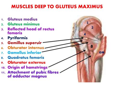 Muscles Of The Gluteal Region