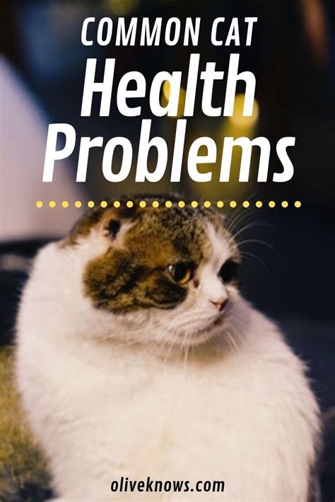Common Cat Health Concerns To Watch For Cat Health Problems Cat