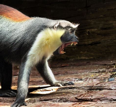 Angry Monkey Jimmartinphotography Animal Photography Animals