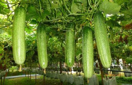 Yuk, sontek kebun para artis bayam adalah sayuran hijau berikutnya yang bisa kamu tanam di rumah. Inilah Jenis Tanaman Hidroponik yang Bagus | Informasi ...