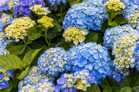 The 5 Best Winter Flowers For Southern California Gardens