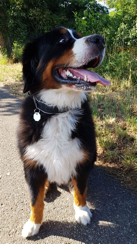 Pin By Kenzie P On Misc Bernese Mountain Dog Dog Images Dogs