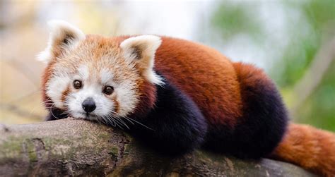 Pin By Elizabeth Hagel On Red Fox Panda Red Fox Panda Cute